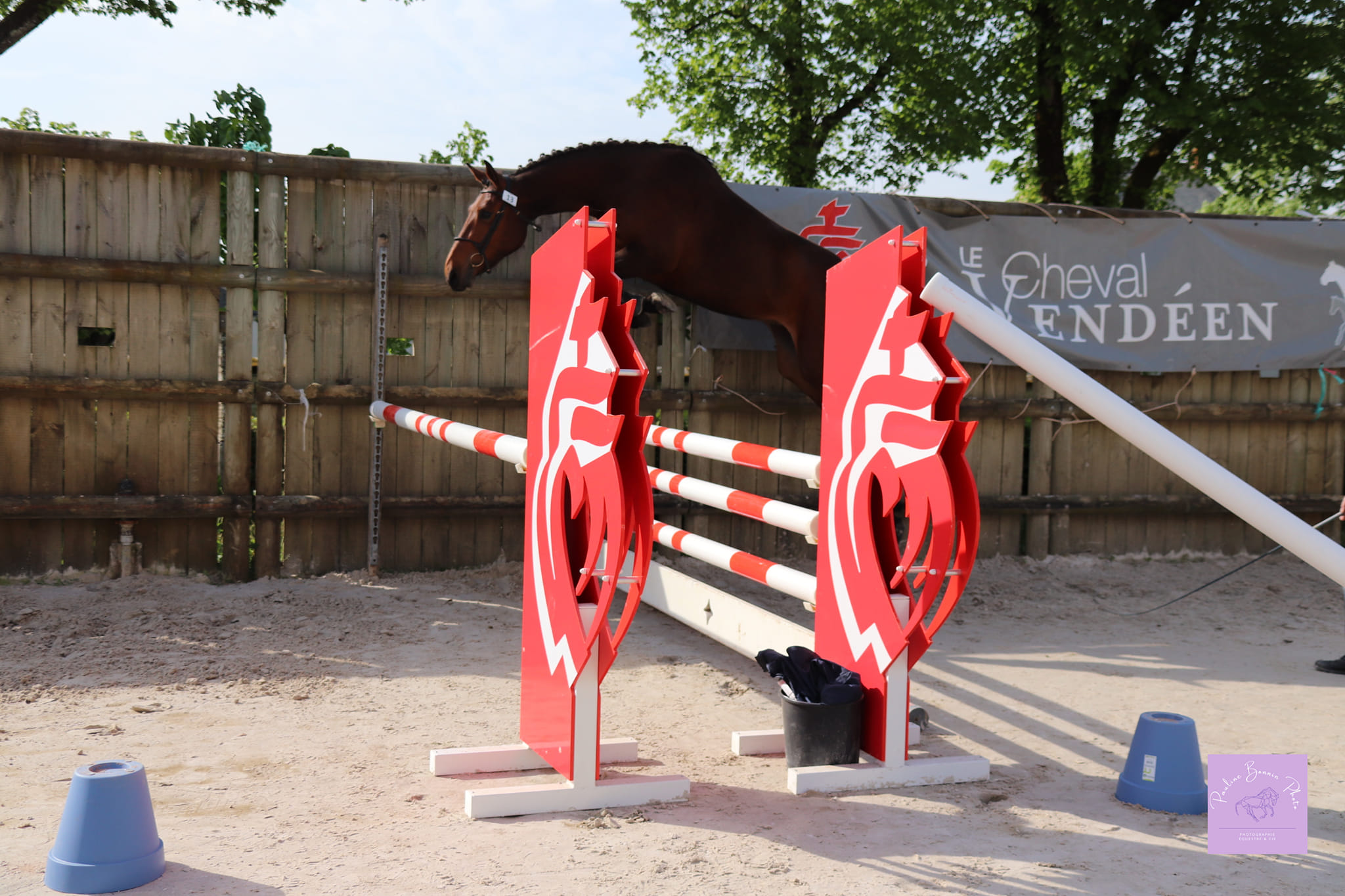 champion cheval