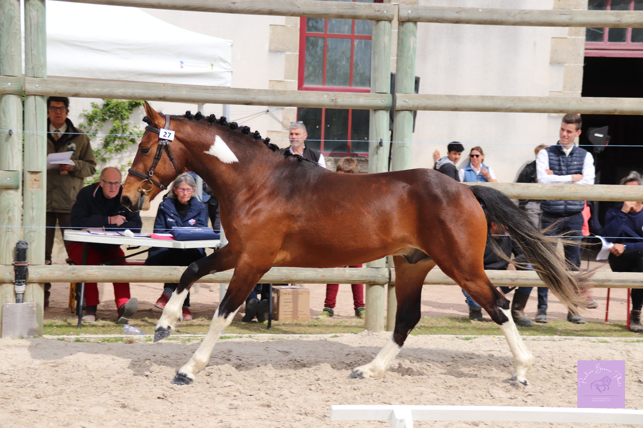 champion poney 2