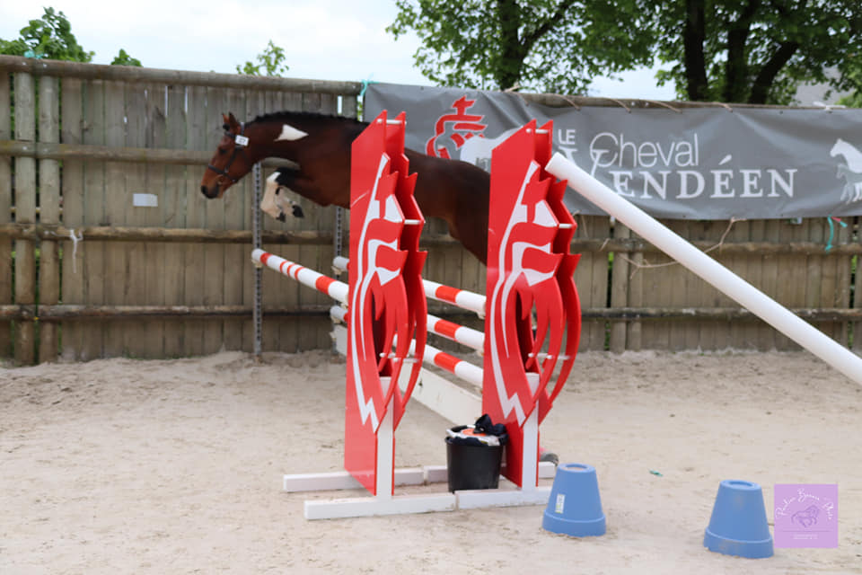 vainqueur poney