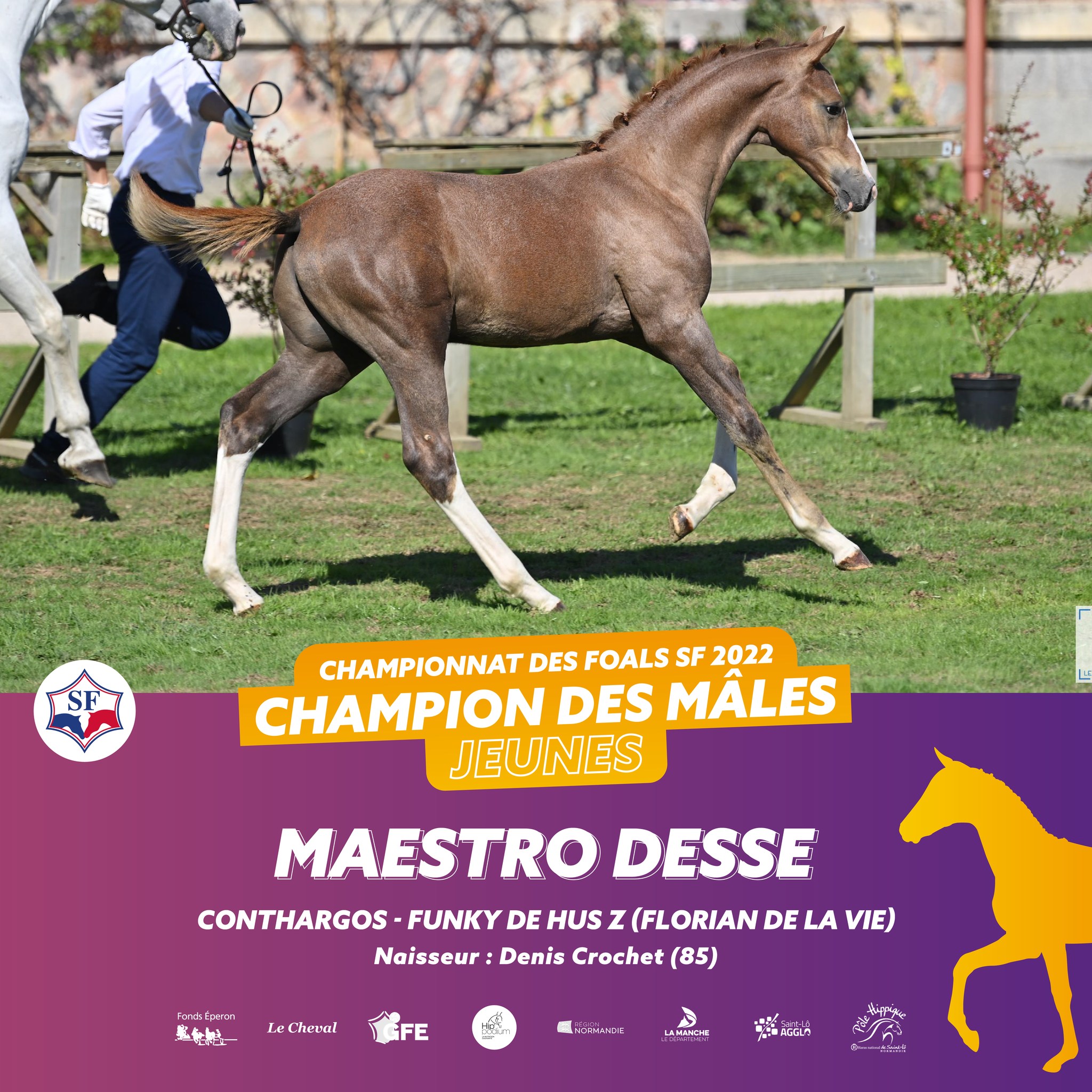 Maestro desse